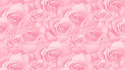 Flowers roses trendy pale pink color
