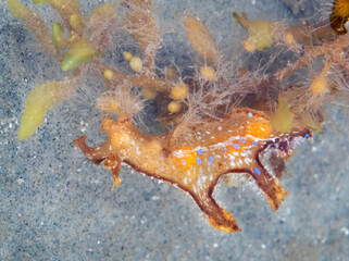 Sargassum nudibranch sea slug (Scyllaea pelagica) in shallow water near the ocean coast after tide, Galveston, Texas, USA.