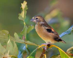 American goldfinch (Spinus tristis) fledgling, Iowa, USA.