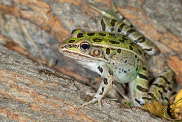Southern leopard frog (Lithobates sphenocephalus) close-up, Ames, Iowa, USA.