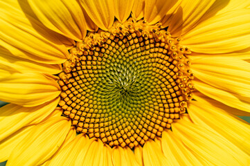 Close up of a sunflower