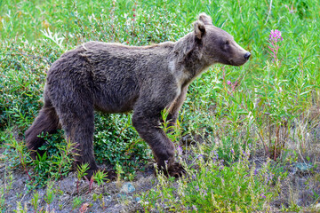 Junger Grizzlybär