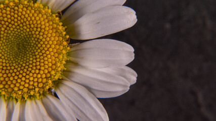 close up of ox-eye daisy partial
