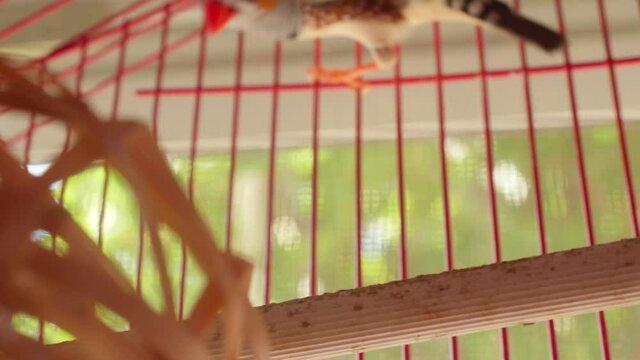 Couple small birds zebra finches is in a red cage. Wild birds are now domestic.