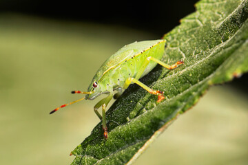 green