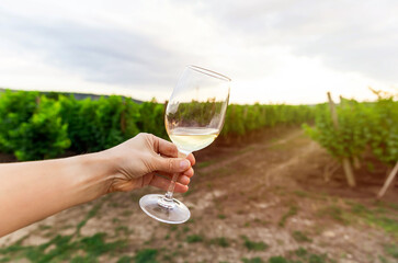 Fototapeta premium A young woman holding a glass of white wine. Wine farm in rural scene