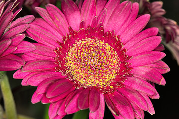Obraz premium Flower