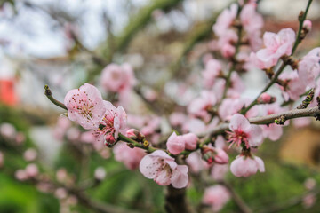 Flores Uruguaia 2