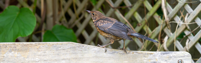Close up of Juvenile Young Blackbird brown feathers perched on wooden surround Banner Panoramic Facebook header format