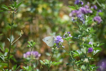 small Cabbage white