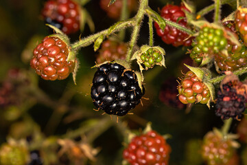 Herbst