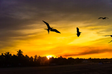 V&ouml;gel im Abendrot