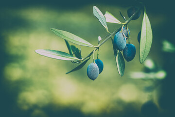 Olive Tree Branch