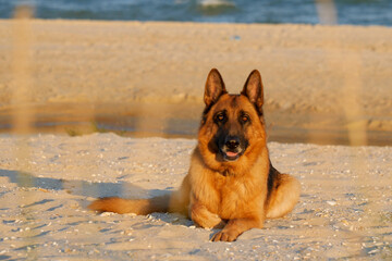 Purebred German Shepherd Dog Lies on a Beach in Sunset Time. View Through Dry Grass