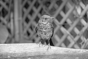 Close up of Juvenile Young Blackbird brown feathers perched on wooden surround