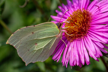Gonepteryx rhamni butterfly on a juicy pink color flower
