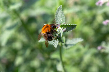 Bombus terrestris, bumble bee collecting, eating honey on menthe bloom against a green background