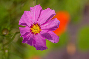 Obraz premium Purple cosmos flower with yellow stamen under a summer sunlight and against a green blurry background