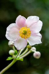 Pink yellow heard anemone flower under summer sunlight and against a blurry dark green background