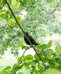 Male Blackbird perched in green tree