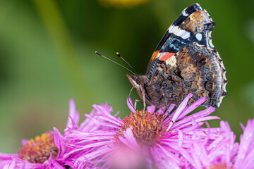 Red admiral, Vanessa Atalanta butterfly collecting pollen on pick color flower under a warm later summer light