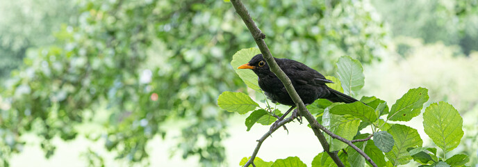 Fototapeta premium Male Blackbird perched in green tree Panoramic Facebook header format