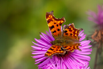 North American Nymphalid Butterfly