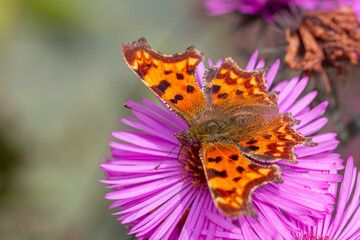 North American Nymphalid Butterfly