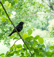 Male Blackbird perched in green tree