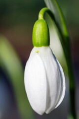 White snowdrop covered by the morning fresh rain in the morning light
