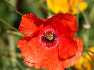 (Episyrphus balteatus) Hainschwebfliege an Mohnblume