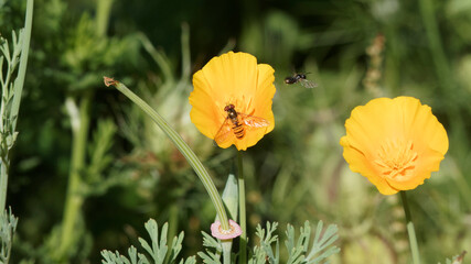 (Episyrphus balteatus) Hainschwebfliege Nektar sammeln an Eschscholzia californica 