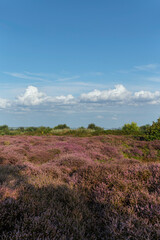 Fototapeta na wymiar Purple heater flowers field under a pur blue cloud with low clear clouds