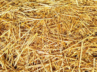 Stroh Heu Ballen gelb in der Sonne Sommer ernten Ernte Strohhalm Herbst herbstlich trocken...