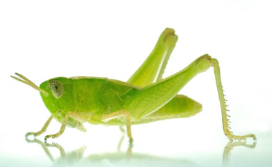 Fototapeta premium Green grasshopper over the glass