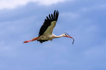 flight of a stork with a branch in its beak on blue sky