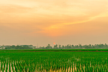 Sunset on green rice farm with the copy space