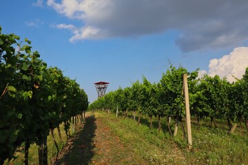 Fototapeta na wymiar Czech Vineyard with Lookout Tower in the Distance in South Moravia. Beautiful Green Vineyard in Czech Nature.