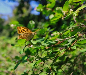 The Silver-Washed Fritillary (Argynnis Paphia) is a Common and Variable Butterfly with Deep Orange with Black Spots on its Wings. Beautiful Butterfly with Rolled Proboscis in Sunny Summer Nature.