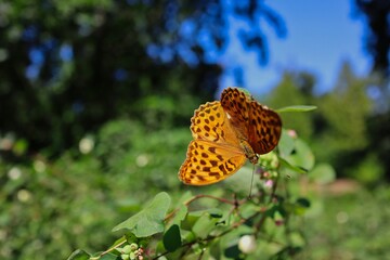 The Silver-Washed Fritillary (Argynnis Paphia) is a Common and Variable Butterfly with Deep Orange with Black Spots on the Upperside of its Wings. Beautiful Butterfly in Czech Sunny Summer Nature.