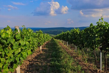 Fototapeta na wymiar Vineyard in Palava Protected Landscape Area with Beautiful View in the Distance. Green Plants of the Common Grape Vine (Vitis Vinifera) in South Moravia during Sunny Summer Day.
