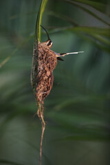Long-billed hermit is sitting in nest