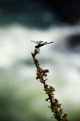 Fototapeta premium Dragonfly resting on a stem near river 