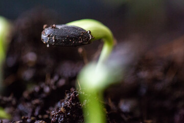 Graines de tournesol