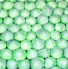 Fototapeta na wymiar Background with green cabbage, raw cabbage bunch