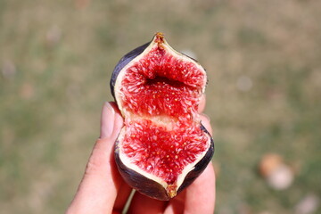 halves of fresh juicy figs in hand close up