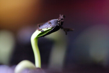 Graines de tournesol