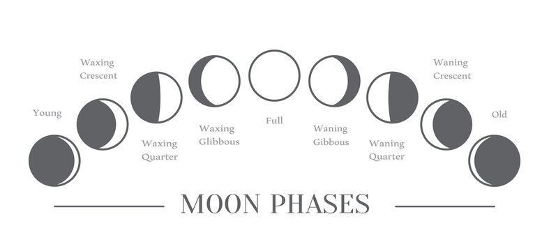 Moon phases. The whole cycle from new moon to full moon. Vector