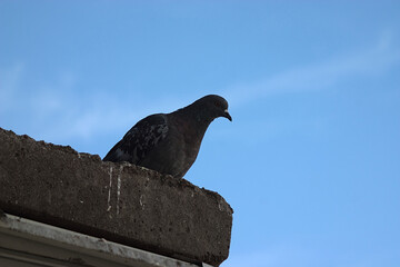 a  pigeon sits on a concrete ledge