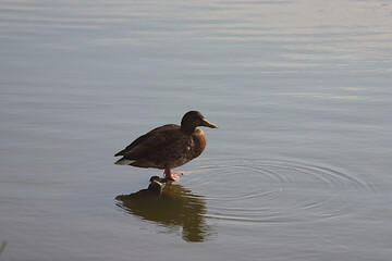 a duck sits on a stick sticking out of the water